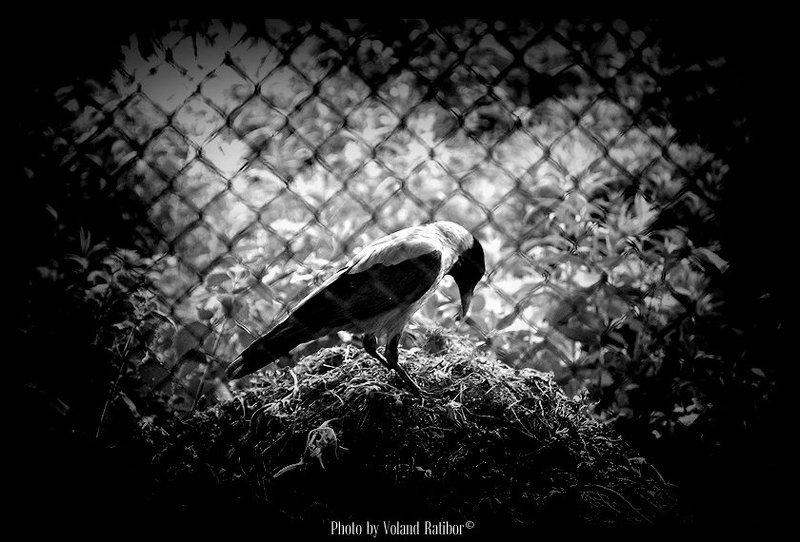 raven Поникшийphoto preview