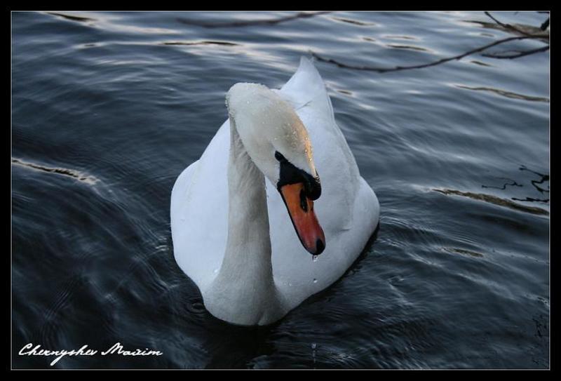 Смущениеphoto preview