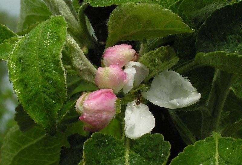 муравей,яблоня,цветок,макро Муравей и ....весна!photo preview