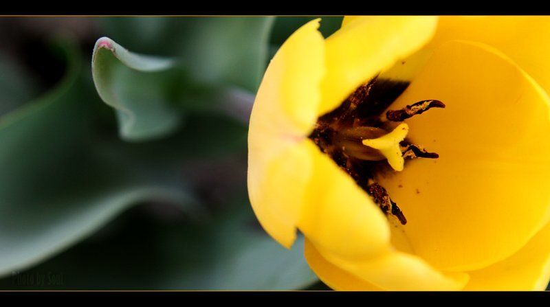 тюльпан желтый тюльпанphoto preview