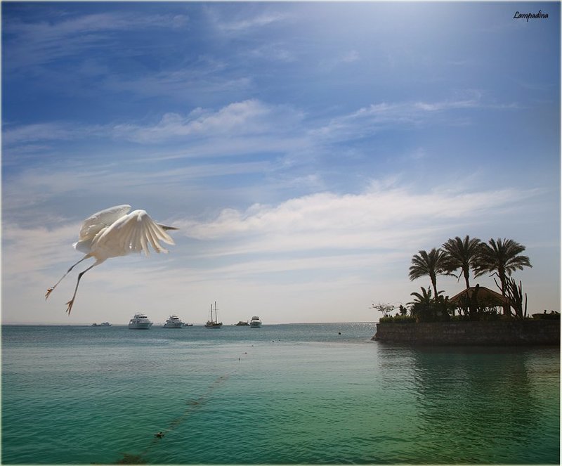 египет,  хургада,  море, яхты, белая цапля, взлет Взлет фото превью