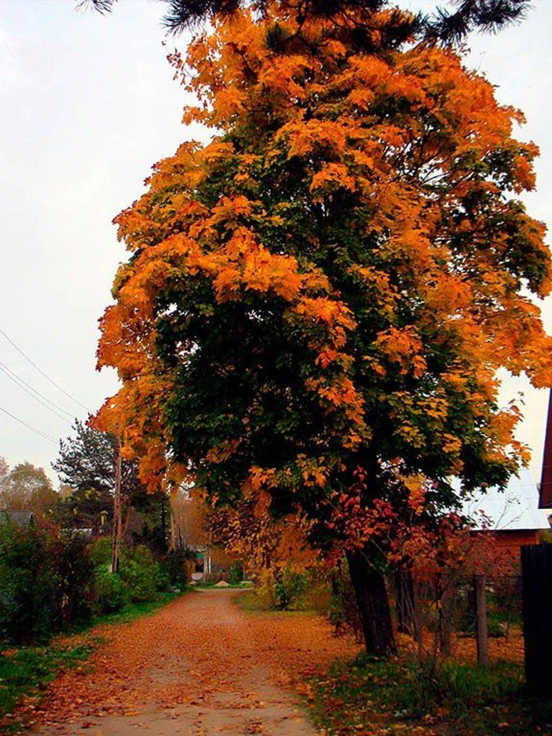 осень, клён, Игорь