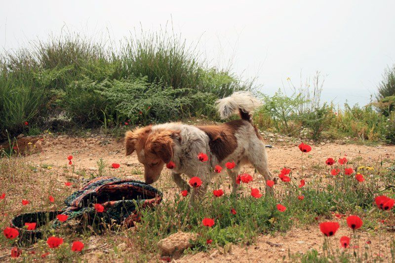 собакаphoto preview