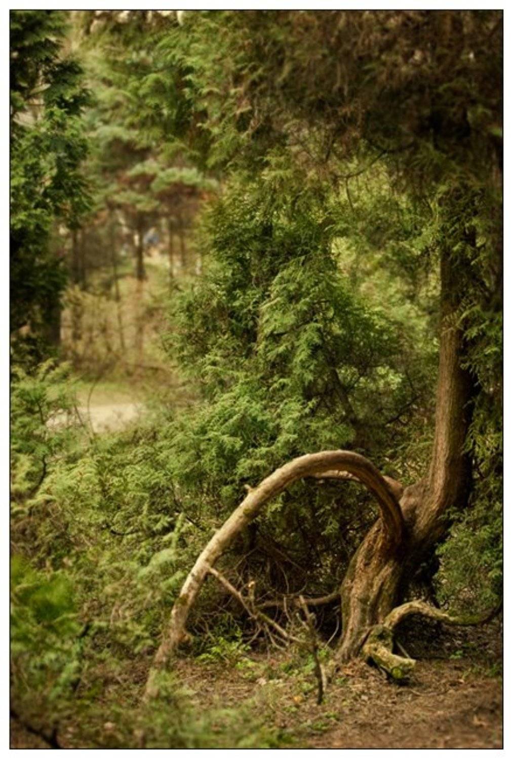 москва,парк,пейзаж,canon,30d,сад,дерево,зелень,кусты,трава, Андрианов Артём