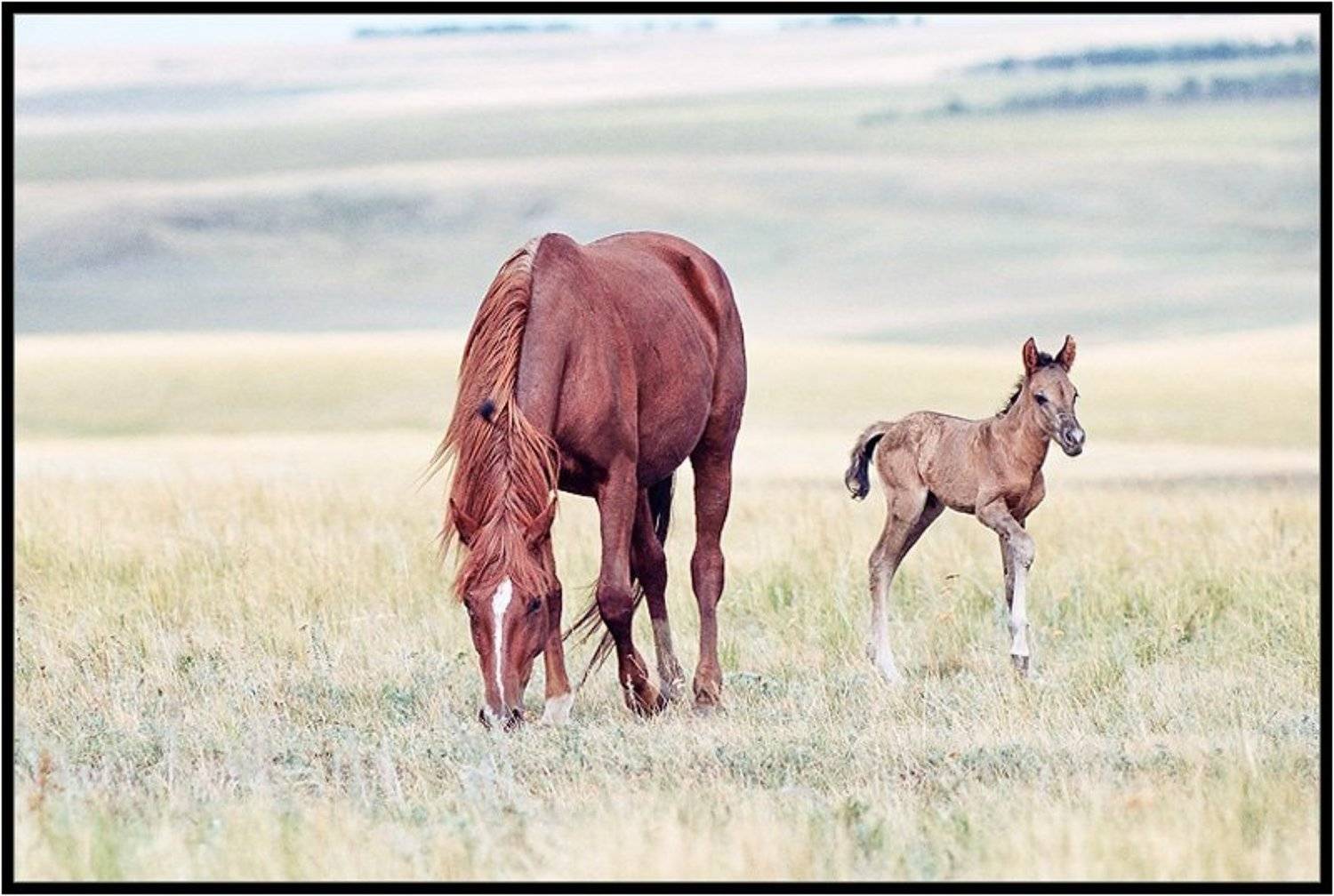кони,степи,лошади, Качурин Алексей