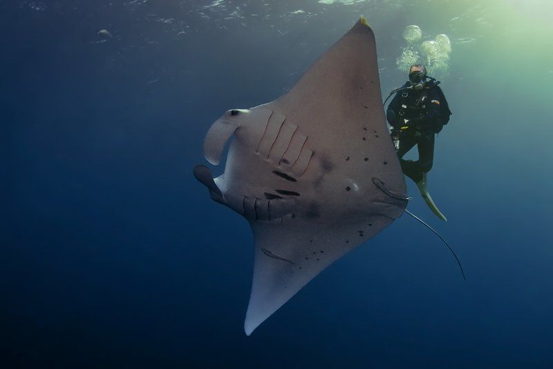 фотомафия, манта, палау Под водой пасутся Ма...photo preview