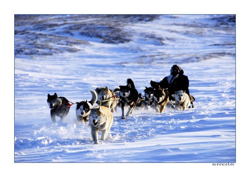 Снежные псыphoto preview