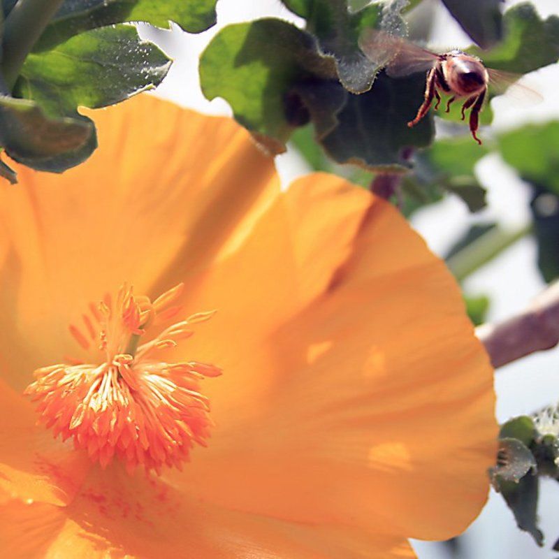 пчелаphoto preview