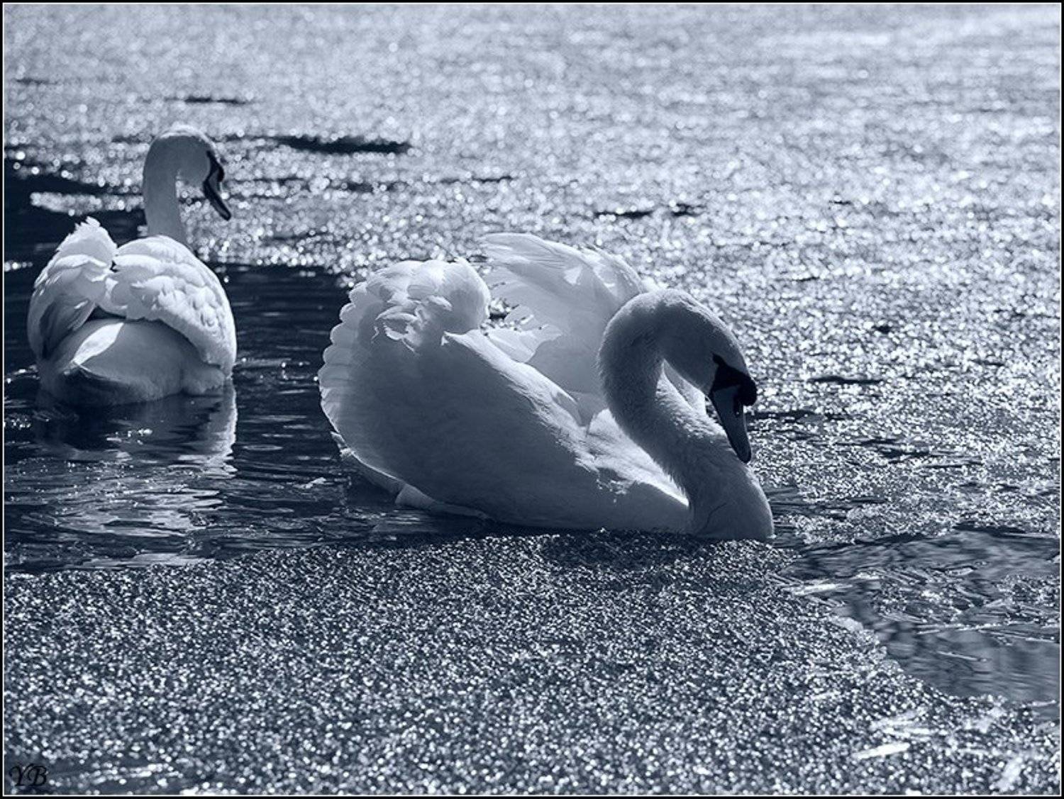 обиделся.... Автор: Братаев Юра крестовский, остров, весна, лебеди, Братаев Юра