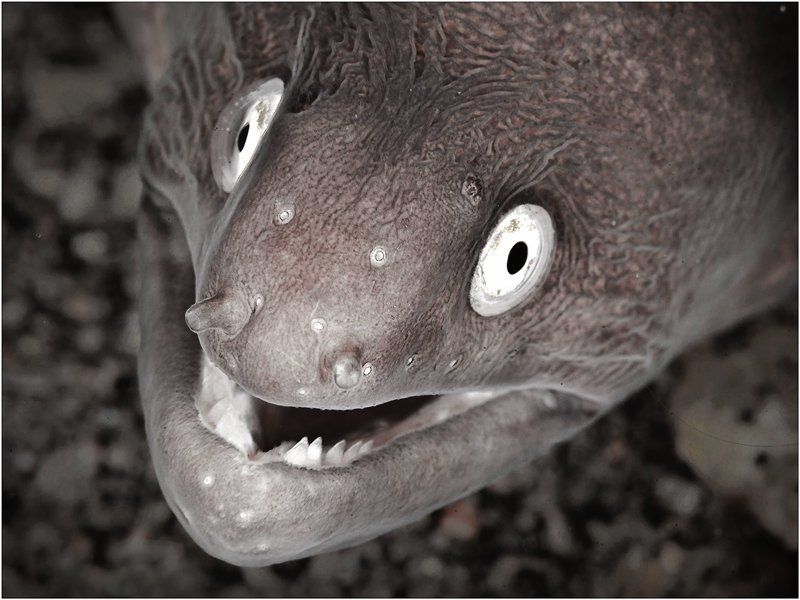 Подойдите поближе, бандерлоги...photo preview