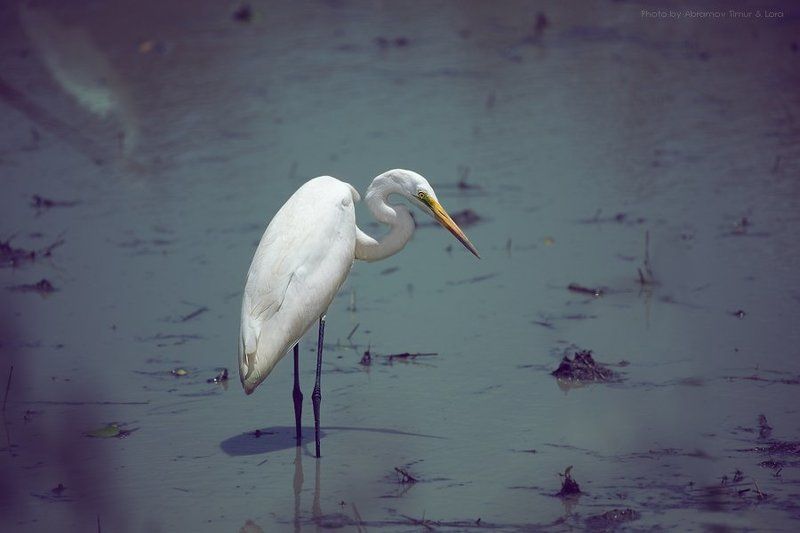 цапля, птица, озеро, шри-ланка, цейлон Белая цапля фото превью