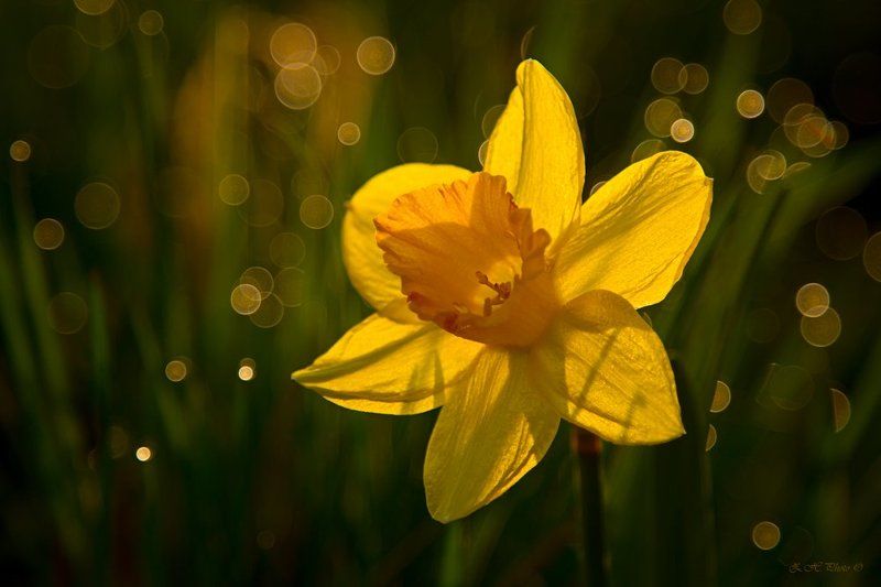 yellow, sunrise, dew, sun, bokeh, green, narcissus Little Sunphoto preview
