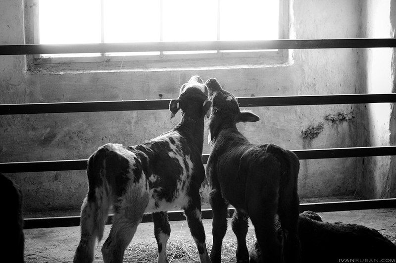 корова, коровник, скот, сельское, хозяйство Коровникphoto preview