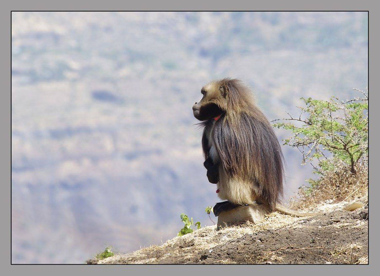 Встань у реки, смотри, как течет река.... Автор: Sergey Volkov гелада, theropithecus gelada, эфиопское нагорье, приматы, Sergey Volkov