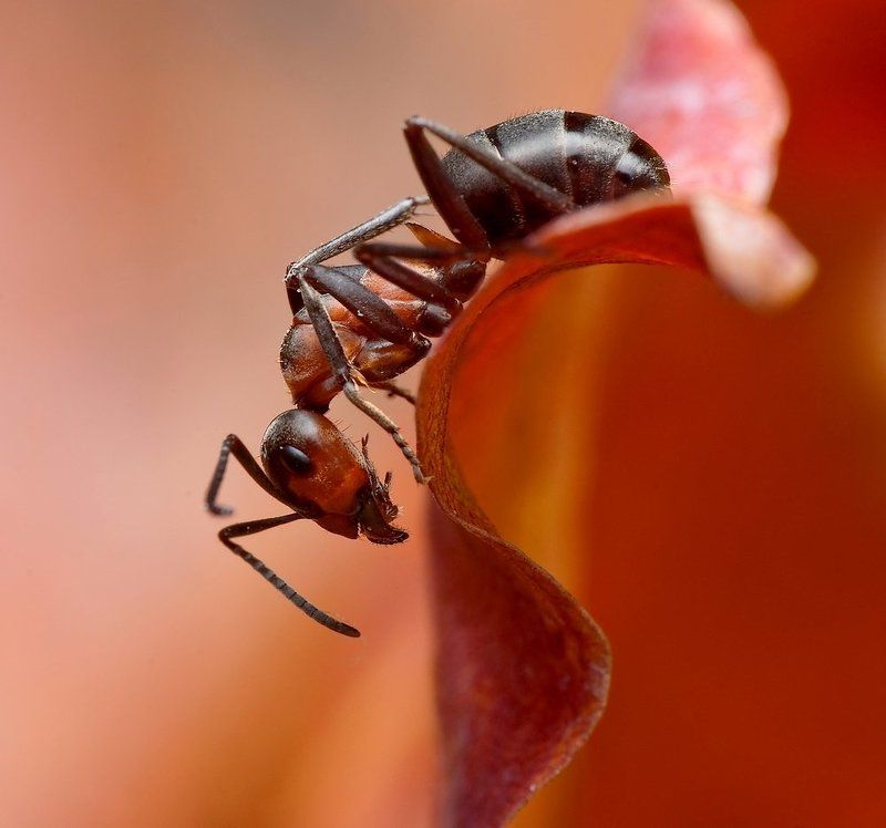 w barwach jesieni...photo preview