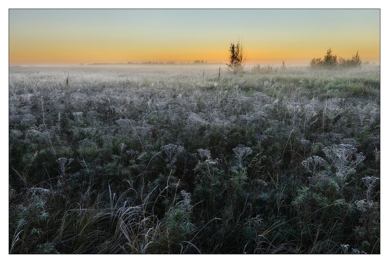 СОН БОЛОТНОЙ ТРАВЫphoto preview