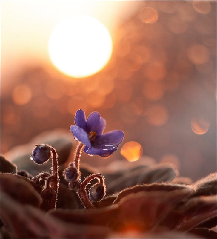 ... фото превью