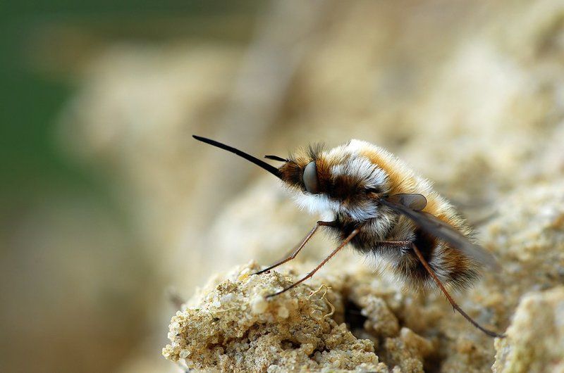 жужжало жужжалоphoto preview