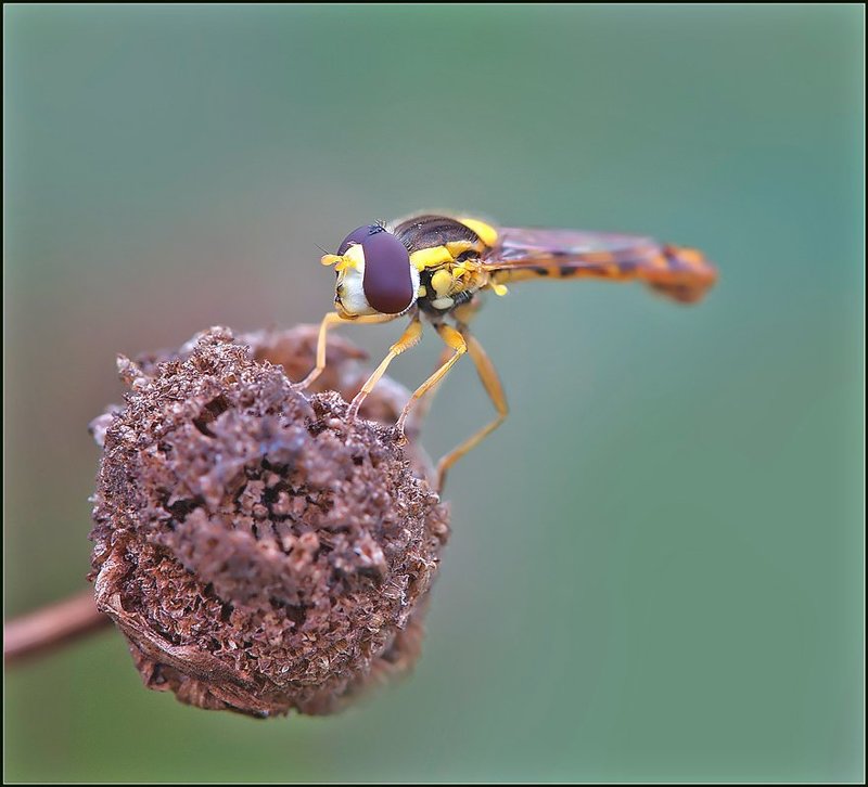 Чупа-чупс.photo preview