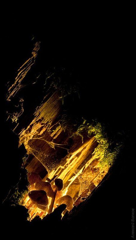 грибы, пень Вечная ночьphoto preview