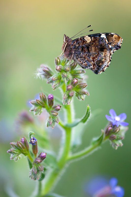 lepidoptera Vanessa atalantaphoto preview