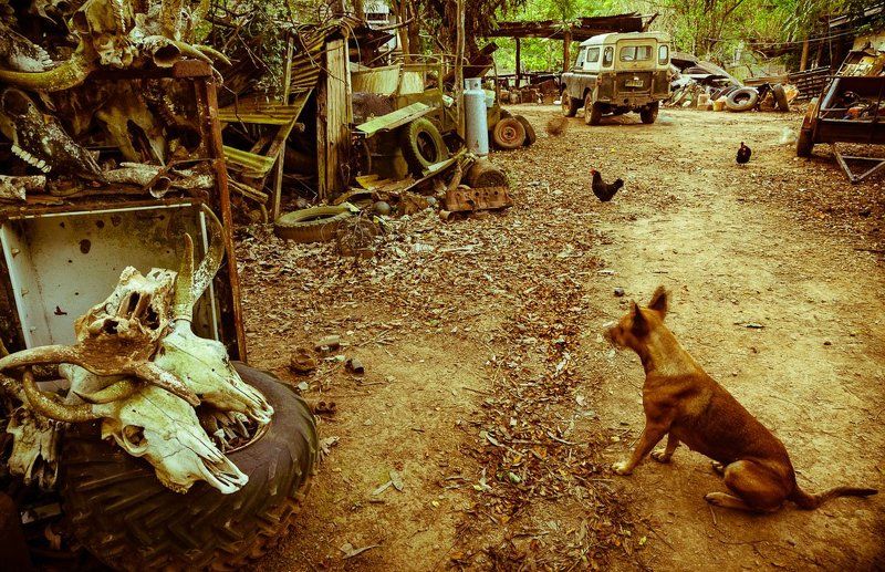 В глубокой австралийской глушиphoto preview