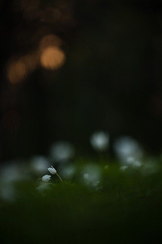 вечер, сумерки, цветы и пусть ночь подождет...photo preview