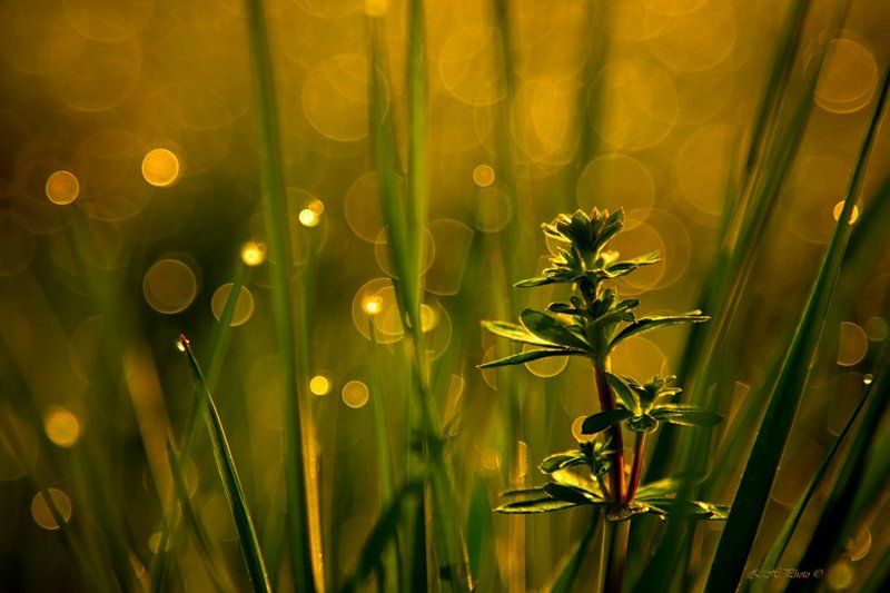 sunrise, morning, dew, bokeh, golden, grass, green I\'m differentphoto preview