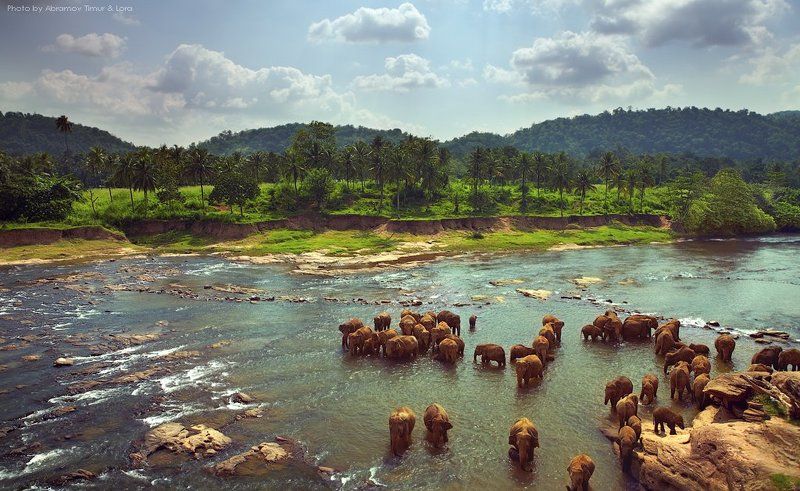 река, тропики, слоны, шри-ланка, цейлон Купание слонов фото превью