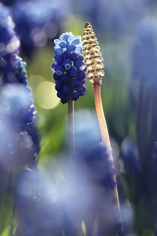 мышиный, гиацинт Мышиный гиацинт фото превью