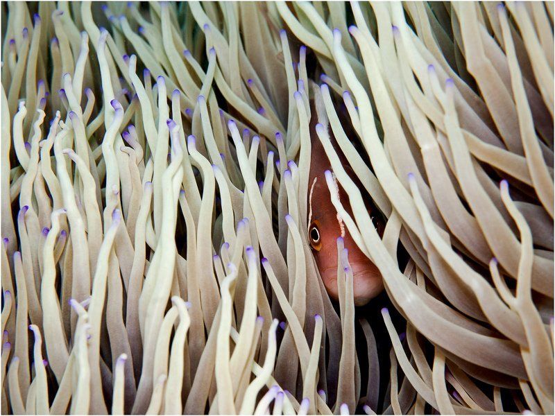 Убежищеphoto preview