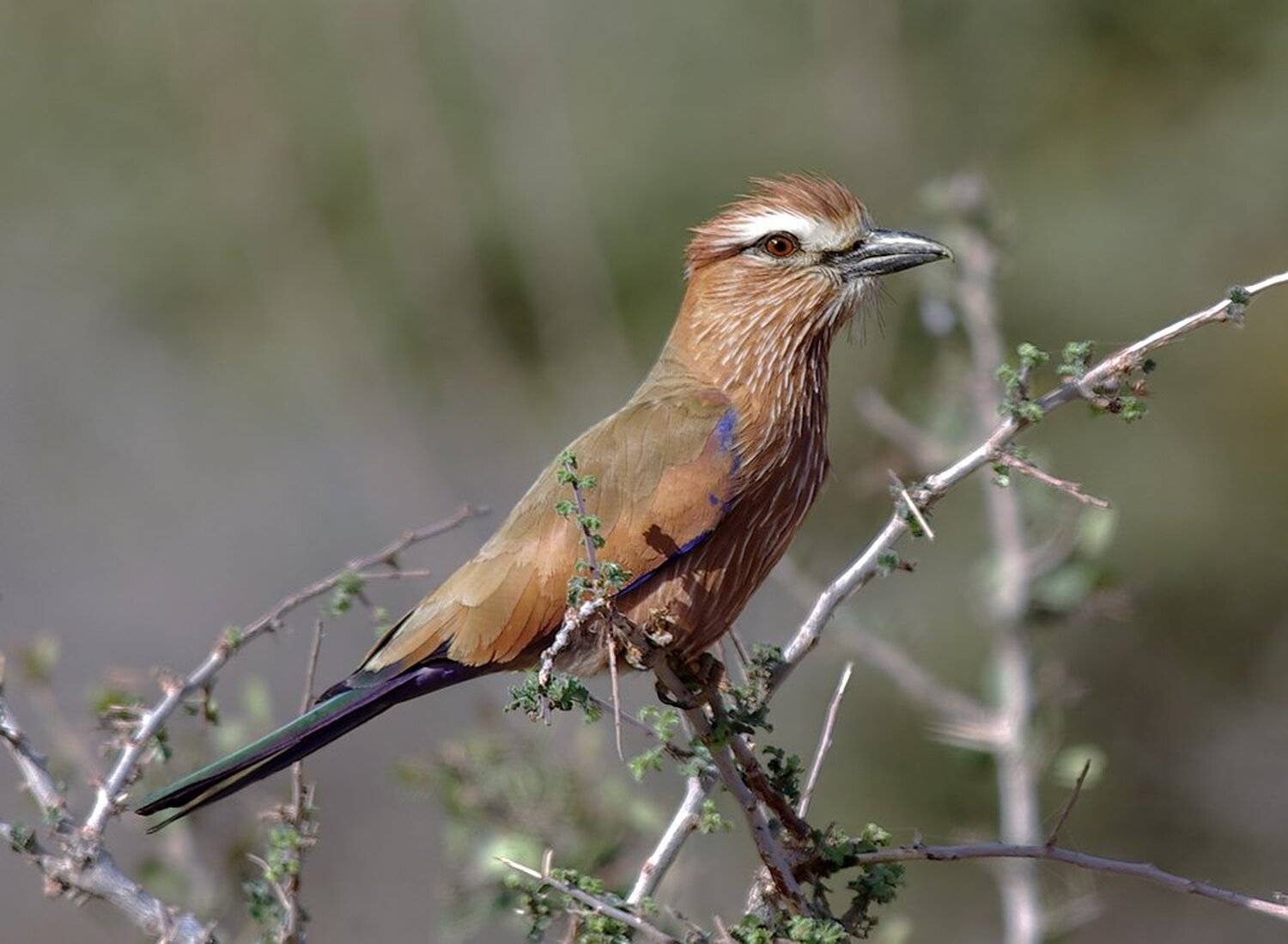purple roller, coracias naevius, рыжая сизоворонка, ракшеообразные, птицы, африка, Sergey Volkov