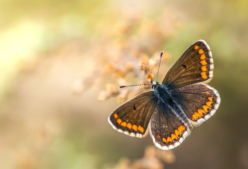 lepidoptera, 600d canon, sigma, 180mm, f3.5, el regajal,aranjuez, castilla la mancha, spain Aricia crameraphoto preview