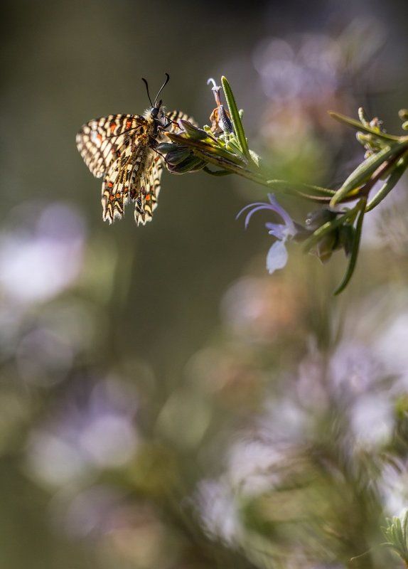 lepidoptera Zerynthia ruminaphoto preview