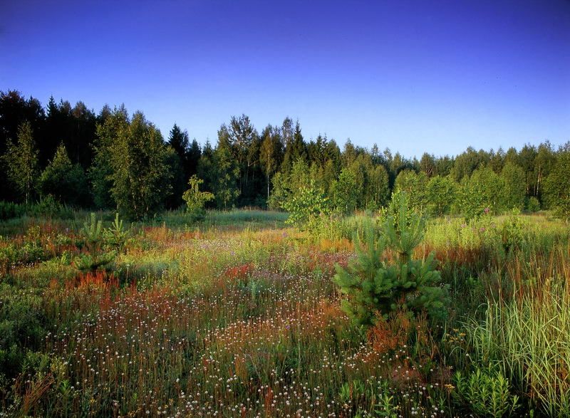 лес.небо.цветы.трава.деревья. Утро,лесная полянка...photo preview