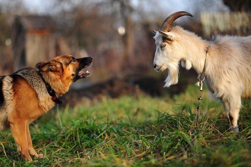 животные, собака, собаки, юмор, общение, коза Языковой барьерphoto preview