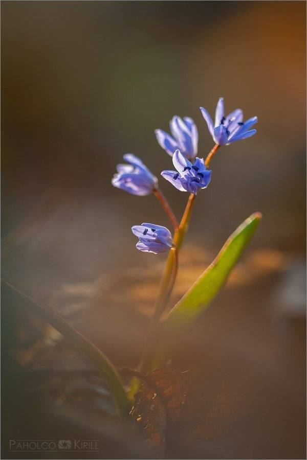 ***. Автор: KIZILL , KIZILL