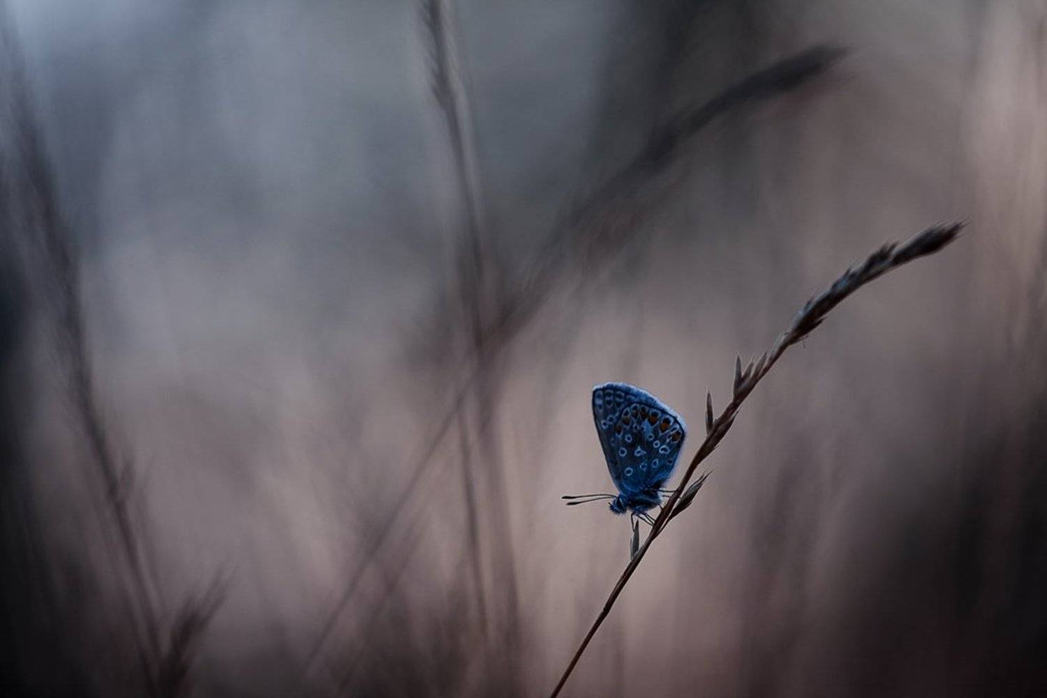 вечерняя голубянка. Автор: Юлия голубянка, Юлия
