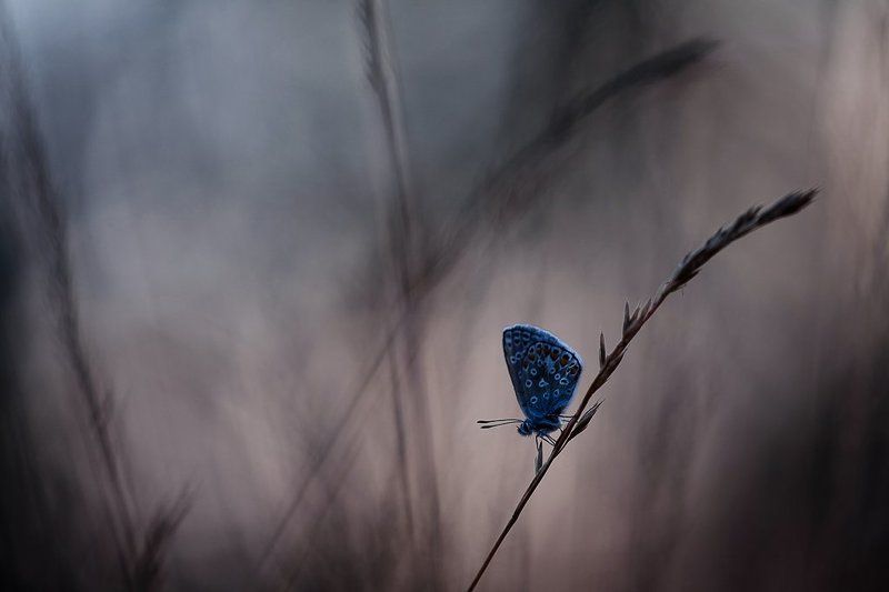 голубянка вечерняя голубянкаphoto preview