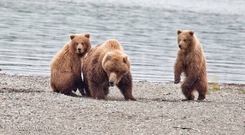 Опасность / Danger. Alaskaphoto preview