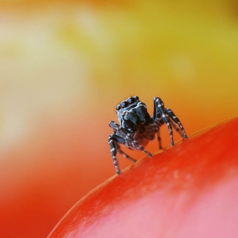 паук, скакун Скакунчикphoto preview