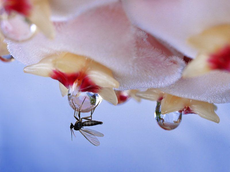 Сладкий пленphoto preview