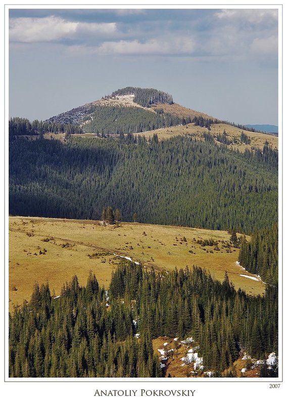 карпаты, весна, горы, хребет пниве, вечер, облака, ель, анатолий покровский Карпатские смотрины фото превью