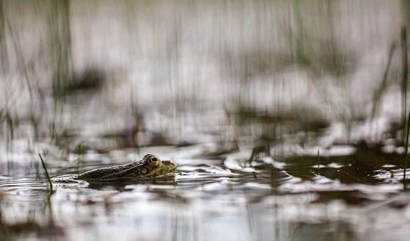 amphibians, nature, water, frogs La Rana Verdephoto preview