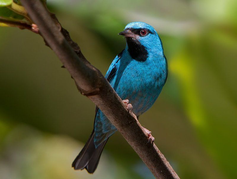 синий дакнис, птицы, пернатые, бразилия, dacnis cayana, brazil Синие и зеленыеphoto preview