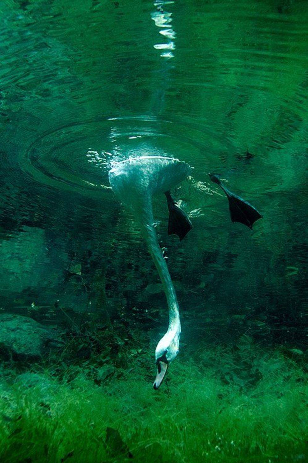 Выя. Автор: Витя Лягушкин , Витя Лягушкин