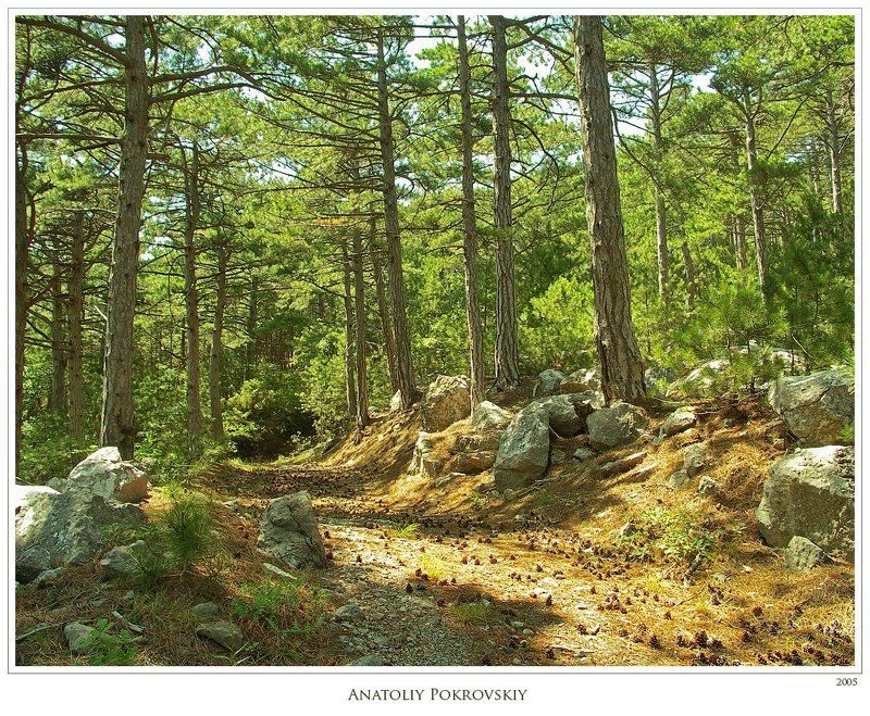 крым, горы, лес, ель, пиния, день, полдень, алупка, анатолий покровский Зыбкость золотого сечения полуденного горного леса. фото превью