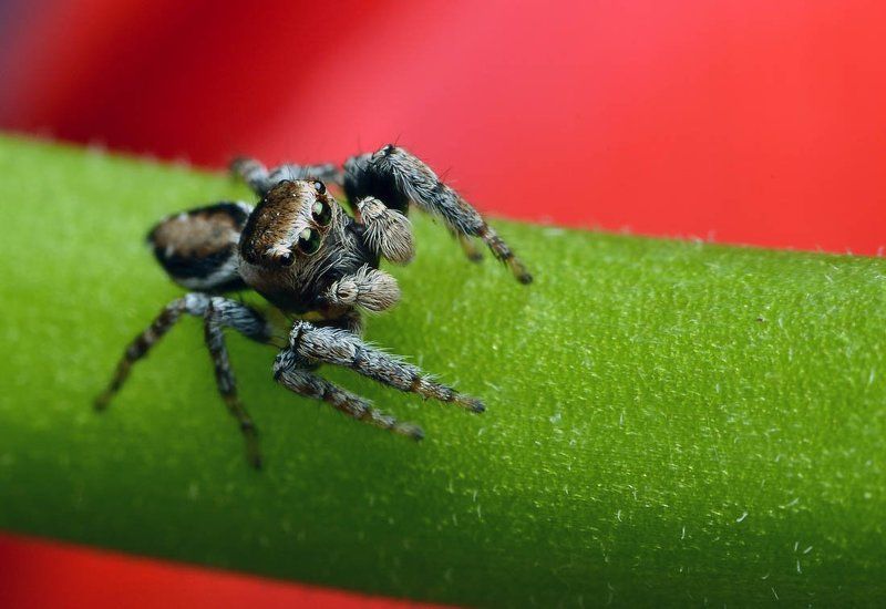 паук, скакун Emerald eyesphoto preview
