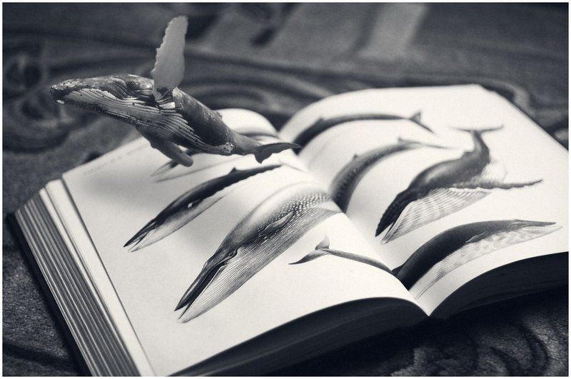 кит, книга, атлас, Побегphoto preview
