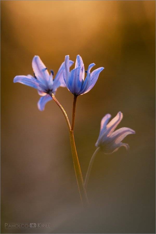 ***. Автор: KIZILL , KIZILL